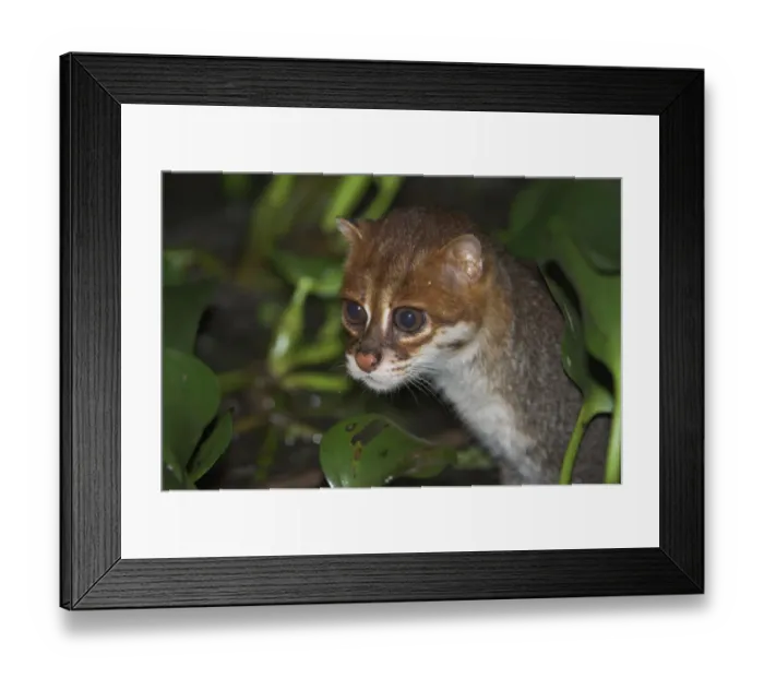 Framed Print : Flat-headed cat (Prionailurus planiceps) hunting frogs at night. Menanggol River, Sabah Framed Print : Flat-headed cat (Prionailurus planiceps) hunting frogs at night. Menanggol River, Sabah