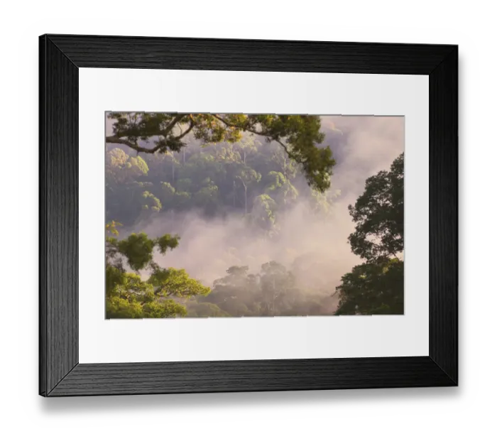 Framed Print : Early morning mist over the canopy, lowland rainforest, Danum Valley, Sabah, Borneo Framed Print : Early morning mist over the canopy, lowland rainforest, Danum Valley, Sabah, Borneo