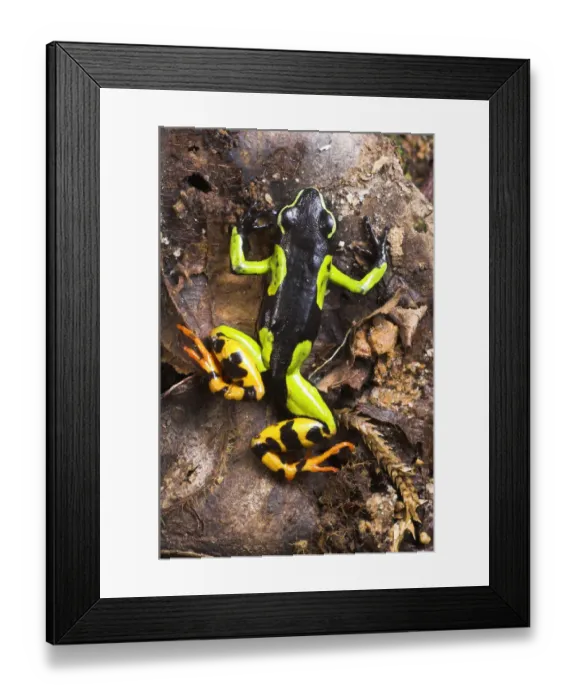 Framed Print : Painted Mantella frog {Mantella madagascariensis} Andasibe-Mantadia National Park Framed Print : Painted Mantella frog {Mantella madagascariensis} Andasibe-Mantadia National Park