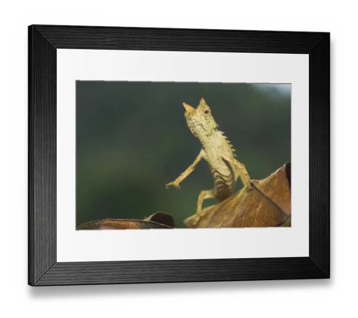 Framed Print : RF- Stump tailed chameleon (Brookesia superciliaris) portrait, Andasibe-Mantadia National Park Framed Print : RF- Stump tailed chameleon (Brookesia superciliaris) portrait, Andasibe-Mantadia National Park
