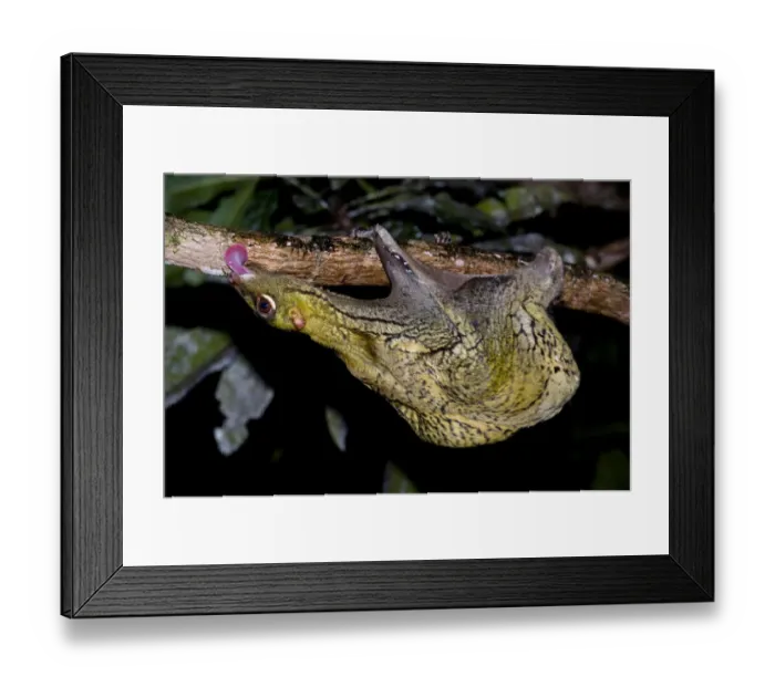 Framed Print : Malayan colugo / Flying lemur (Cynocephalus variegatus) feeding on algae on tree bark Framed Print : Malayan colugo / Flying lemur (Cynocephalus variegatus) feeding on algae on tree bark