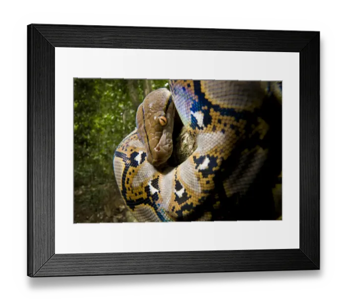 Framed Print : Close up of juvenile Reticulated python (Python reticulatus) looking down from tree Framed Print : Close up of juvenile Reticulated python (Python reticulatus) looking down from tree