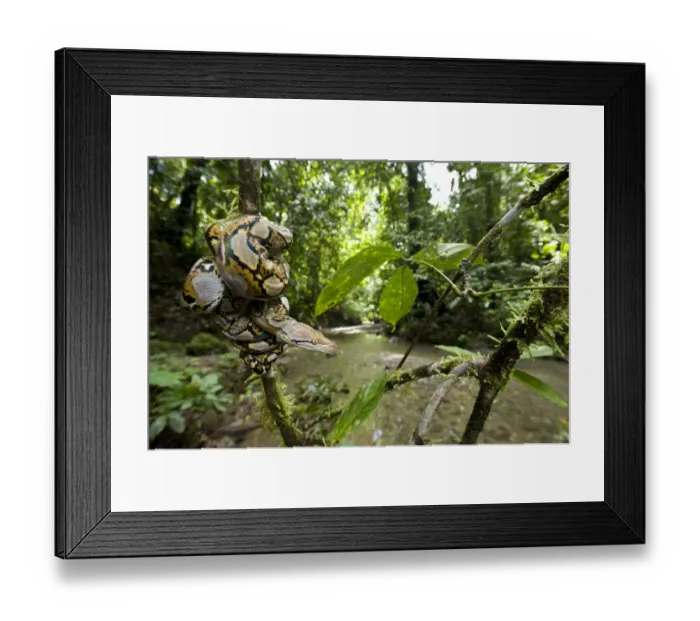 Framed Print : Juvenile Reticulated python (Python reticulatus) resting coiled round sapling by a stream