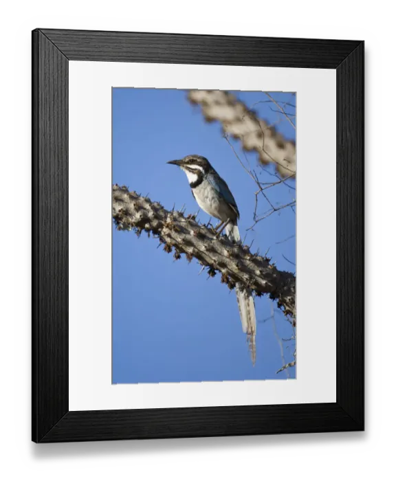 Framed Print : Long-tailed ground roller (Uratelornis chimaera). Ifaty Spiny Forest, Madagascar Framed Print : Long-tailed ground roller (Uratelornis chimaera). Ifaty Spiny Forest, Madagascar