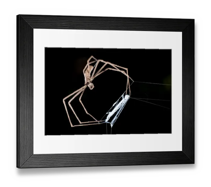 Framed Print : Net-casting  /  Ogre-faced Spider (Deinopis sp. ) with net. Active at night, Masoala National Park