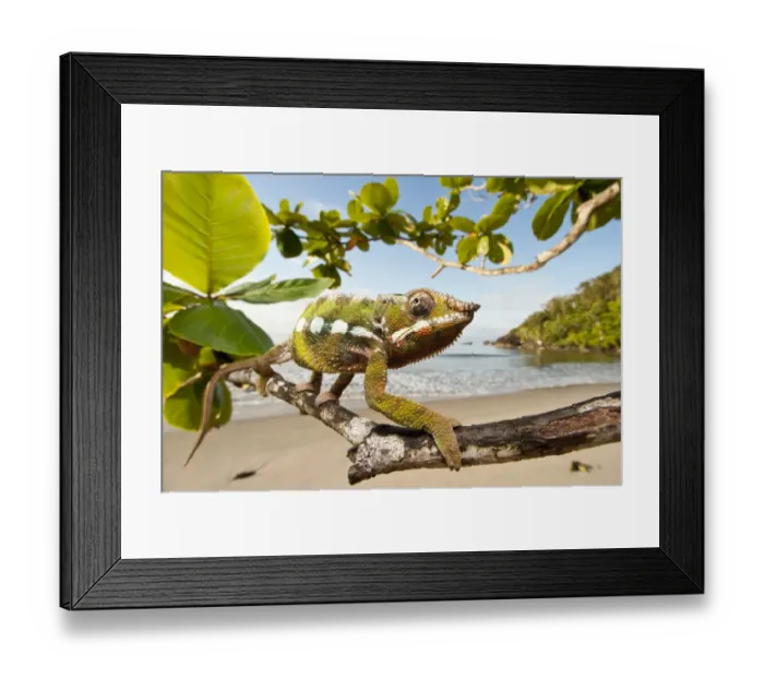 Framed Print : Male Panther Chameleon (Furcifer pardalis) stalking prey in beach side vegetation Framed Print : Male Panther Chameleon (Furcifer pardalis) stalking prey in beach side vegetation