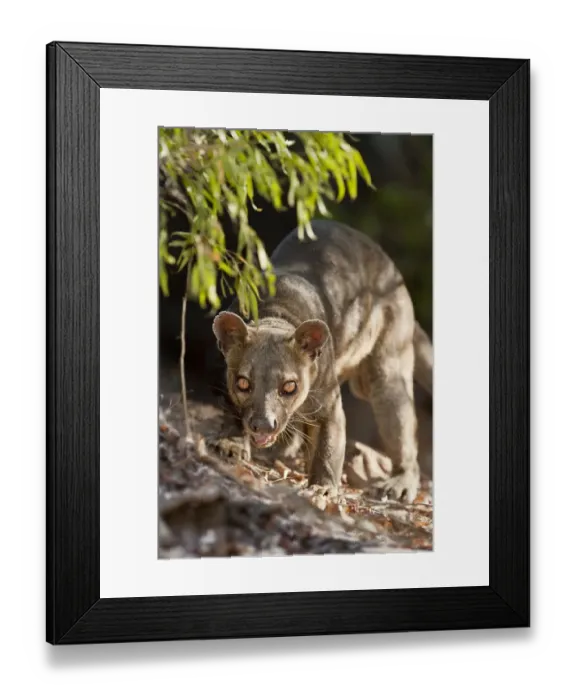 Framed Print : Adult male Fosa (Crytoprocta ferox) prowling on deciduous forest floor. Kirindy Forest