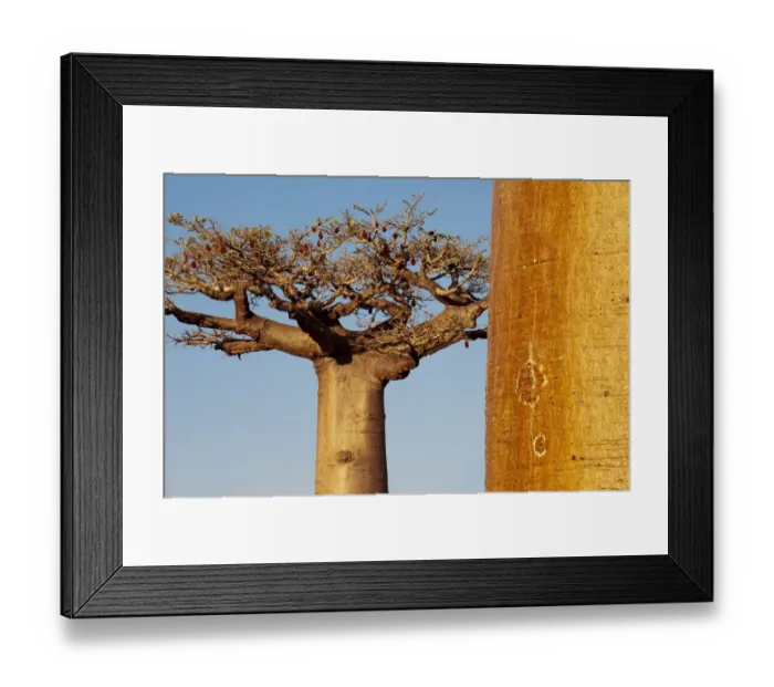 Framed Print : Grandidiers Baobabs (Adansonia grandidieri) at dusk. Near Morondava, western Madagascar Framed Print : Grandidiers Baobabs (Adansonia grandidieri) at dusk. Near Morondava, western Madagascar