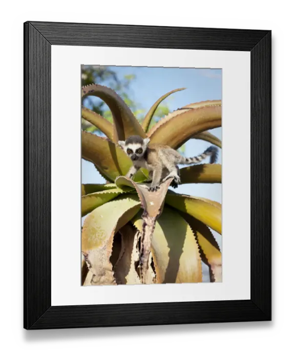 Framed Print : Ring-tailed Lemur (Lemur catta) baby climbing on Aloe in spiny forest. Anjampolo Forest Framed Print : Ring-tailed Lemur (Lemur catta) baby climbing on Aloe in spiny forest. Anjampolo Forest