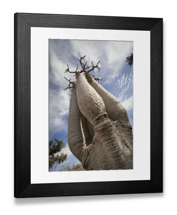 Framed Print : Giant Pachypodium species. Tsimanampetsotsa National Park, South West Madagascar Framed Print : Giant Pachypodium species. Tsimanampetsotsa National Park, South West Madagascar