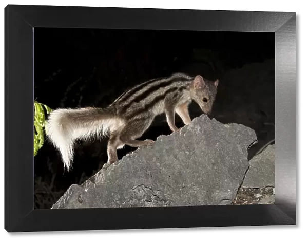 Grandidiers  /  Giant Striped Mongoose (Galidictis grandidieri) foraging at night