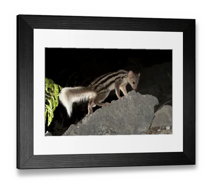 Framed Print : Grandidiers / Giant Striped Mongoose (Galidictis grandidieri) foraging at night Framed Print : Grandidiers / Giant Striped Mongoose (Galidictis grandidieri) foraging at night