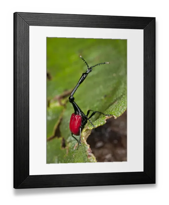 Framed Print : Male Giraffe-necked Weevil (Trachelophorus giraffa) Montane rainforest, Vohiparara Framed Print : Male Giraffe-necked Weevil (Trachelophorus giraffa) Montane rainforest, Vohiparara