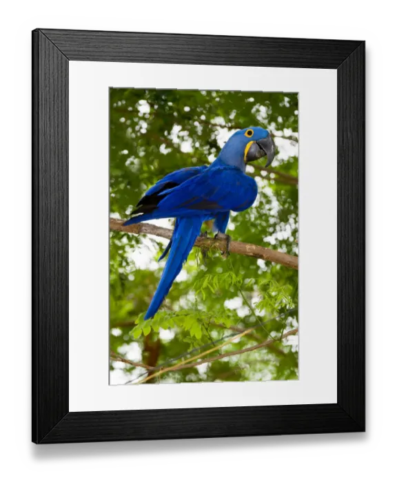 Framed Print : Hyacinth Macaw (Anodorhynchus hyacinthinus) in forest bordering of the Cuiaba River Framed Print : Hyacinth Macaw (Anodorhynchus hyacinthinus) in forest bordering of the Cuiaba River