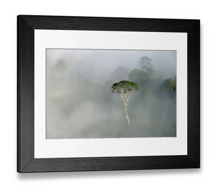 Framed Print : Emergent Menggaris Tree / Tualang (Koompassia excelsa) protruding from mist and low Framed Print : Emergent Menggaris Tree / Tualang (Koompassia excelsa) protruding from mist and low