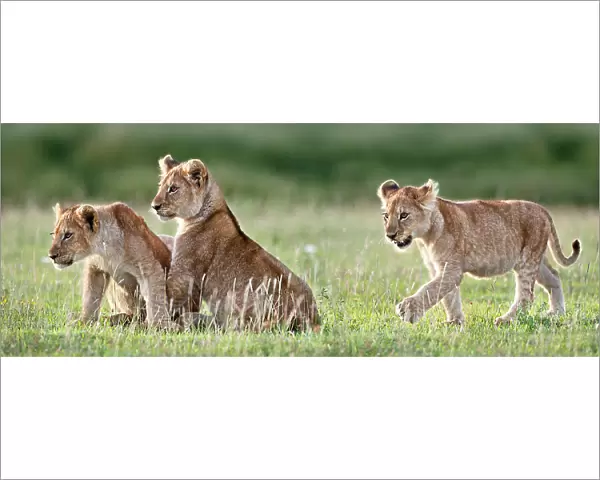 African Lion (Panthera leo) cubs at 4 months. Big Marsh, near Ndutu, Nogorongoro Conservation Area  /  Serengeti National Park, Tanzania