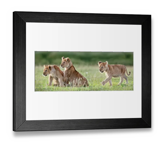 Framed Print : African Lion (Panthera leo) cubs at 4 months. Big Marsh, near Ndutu, Nogorongoro Conservation Area / Serengeti National Park, Tanzania Framed Print : African Lion (Panthera leo) cubs at 4 months. Big Marsh, near Ndutu, Nogorongoro Conservation Area / Serengeti National Park, Tanzania
