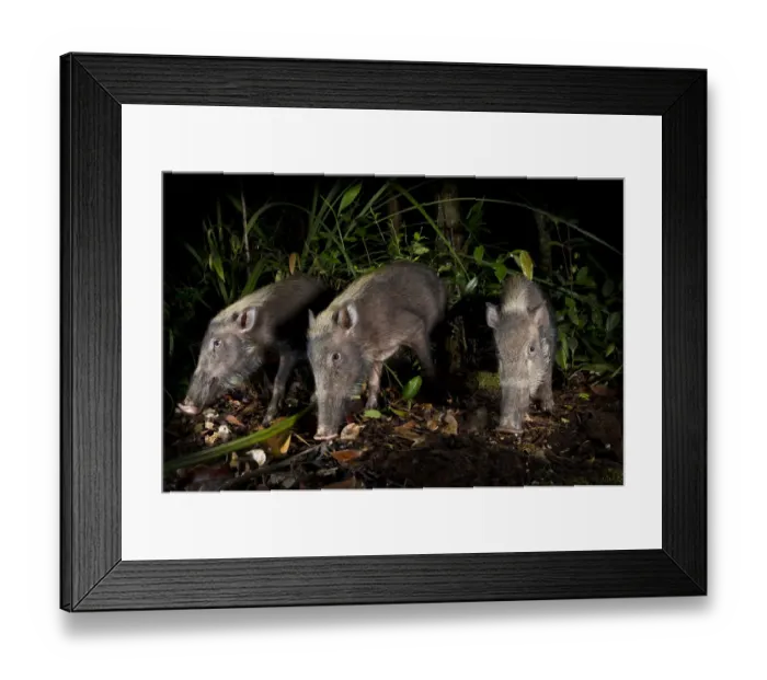 Framed Print : Bearded Pigs (Sus barbatus) foraging on forest floor. Near Nepenthes Field Camp, mid-altitude Framed Print : Bearded Pigs (Sus barbatus) foraging on forest floor. Near Nepenthes Field Camp, mid-altitude