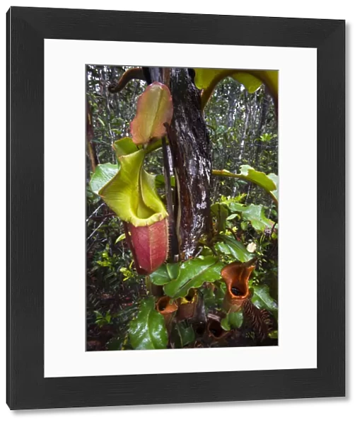 Large aerial pitchers of natural hybrid Pitcher Plant (Nepenthes stenophylla x Nepenthes veitchi)