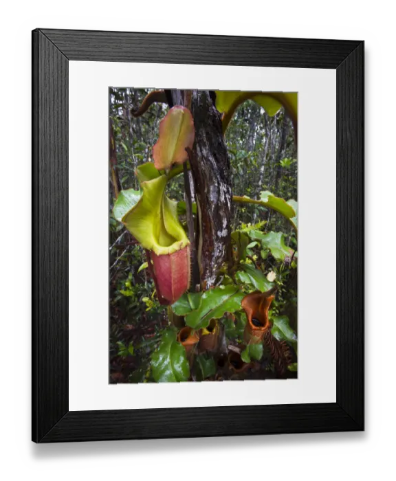 Framed Print : Large aerial pitchers of natural hybrid Pitcher Plant (Nepenthes stenophylla x Nepenthes veitchi) Framed Print : Large aerial pitchers of natural hybrid Pitcher Plant (Nepenthes stenophylla x Nepenthes veitchi)