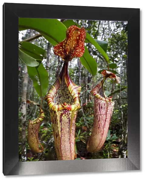 Large aerial pitchers of natural hybrid Pitcher Plant (Nepenthes stenophylla x Nepenthes veitchi)