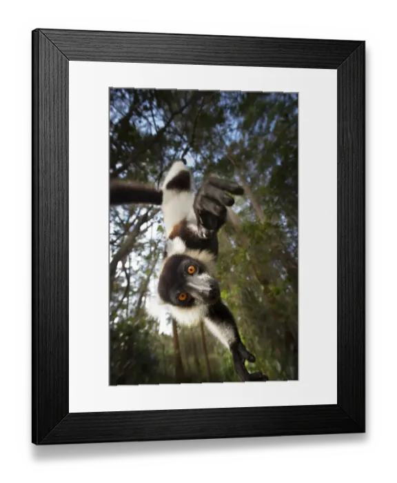 Framed Print : Black and white ruffed lemur (Varecia variegata) hanging from tree, Madagascar, critically Framed Print : Black and white ruffed lemur (Varecia variegata) hanging from tree, Madagascar, critically