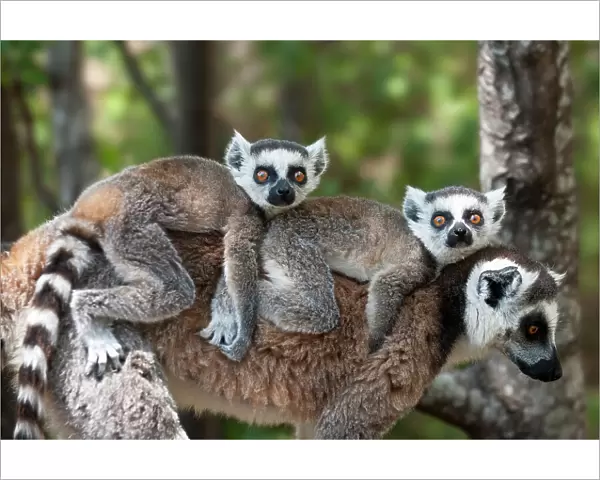 RF- Young Ring-tailed lemurs (Lemur catta) carried on mother's back, Madagascar