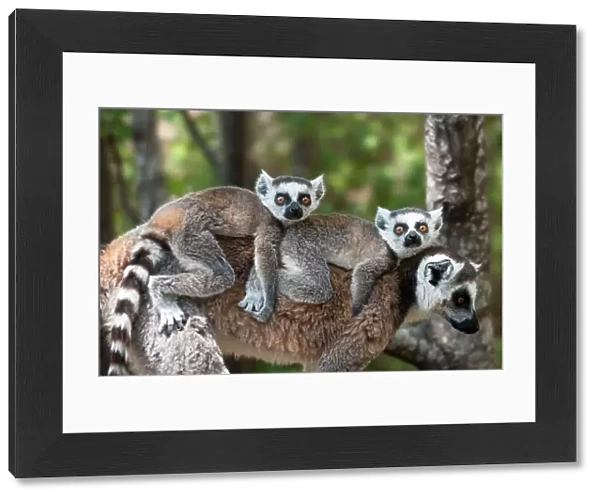 RF- Young Ring-tailed lemurs (Lemur catta) carried on mother's back, Madagascar