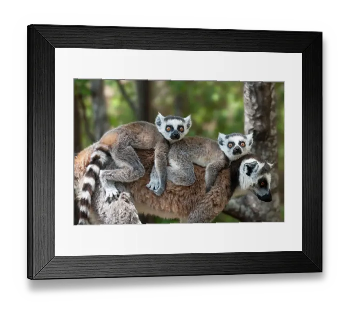 Framed Print : RF- Young Ring-tailed lemurs (Lemur catta) carried on mother's back, Madagascar Framed Print : RF- Young Ring-tailed lemurs (Lemur catta) carried on mother's back, Madagascar