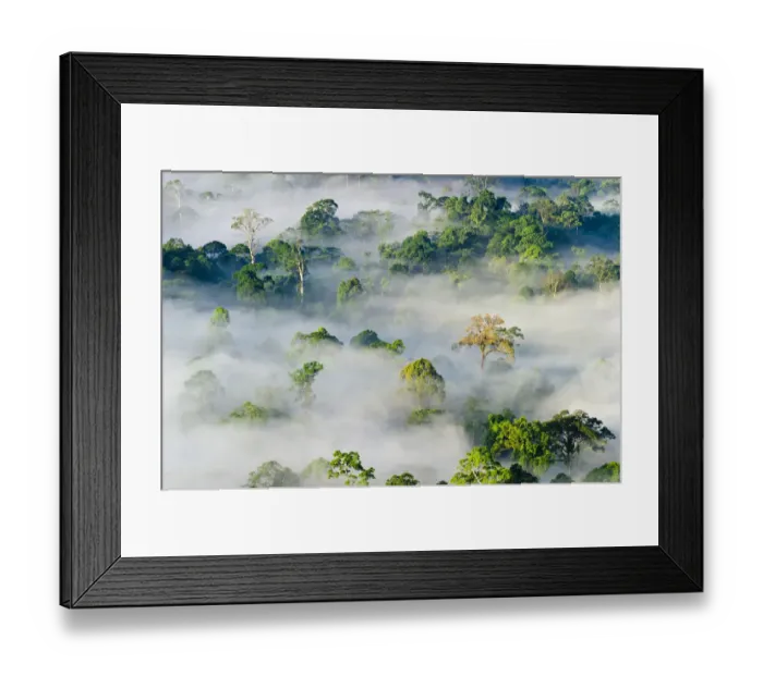 Framed Print : Mist and low cloud hanging over lowland Dipterocarp Rainforest, just after sunrise Framed Print : Mist and low cloud hanging over lowland Dipterocarp Rainforest, just after sunrise