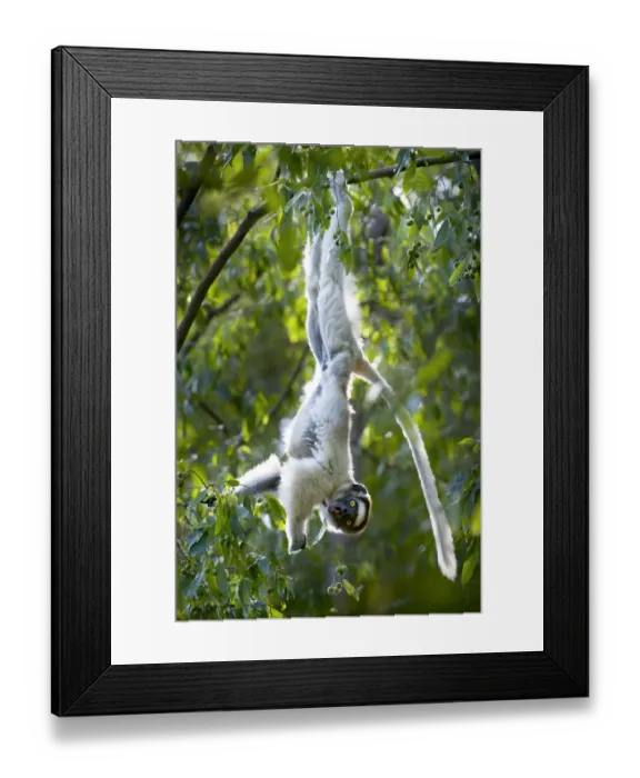 Framed Print : RF- Verreauxs sifaka lemur (Propithecus verreauxi) hanging from branch while Framed Print : RF- Verreauxs sifaka lemur (Propithecus verreauxi) hanging from branch while