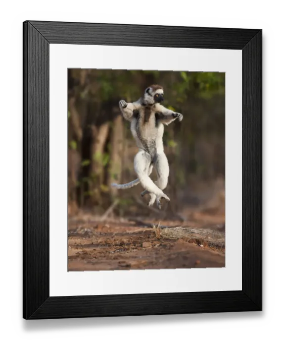 Framed Print : Verreauxs sifaka lemur (Propithecus verreauxi) dancing or skipping across open ground Framed Print : Verreauxs sifaka lemur (Propithecus verreauxi) dancing or skipping across open ground