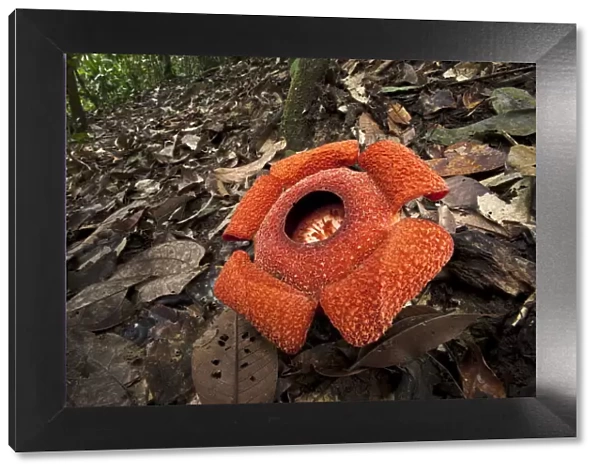 Flower of locally endemic Rafflesia (Rafflesia tengku-adlinii) flower diameter 22cm