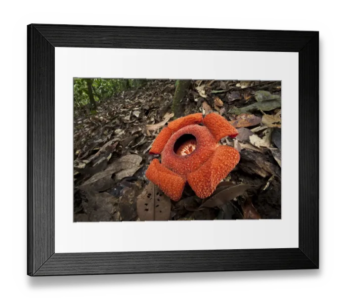 Framed Print : Flower of locally endemic Rafflesia (Rafflesia tengku-adlinii) flower diameter 22cm Framed Print : Flower of locally endemic Rafflesia (Rafflesia tengku-adlinii) flower diameter 22cm