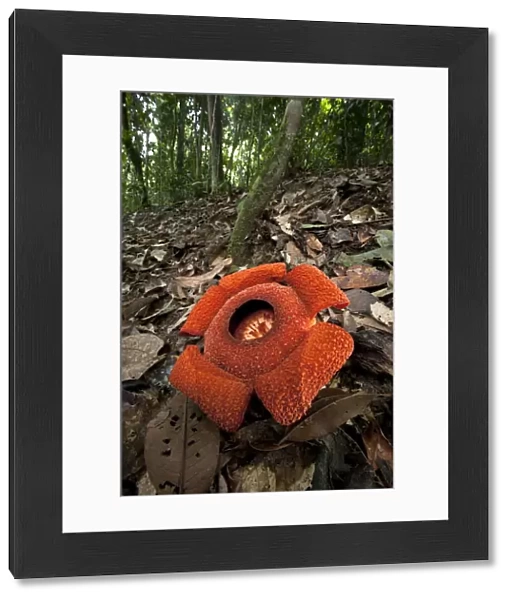 Flower of locally endemic Rafflesia (Rafflesia tengku-adlinii) flower diameter 22cm