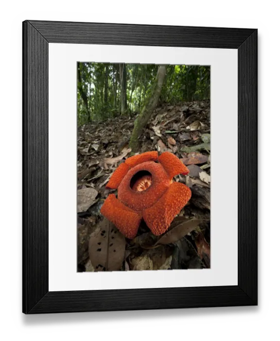 Framed Print : Flower of locally endemic Rafflesia (Rafflesia tengku-adlinii) flower diameter 22cm