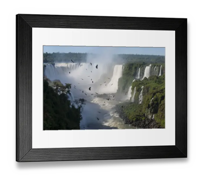 Framed Print : Aggregation / flocks of Black Vultures (Coragyps atratus) circling on morning thermals Framed Print : Aggregation / flocks of Black Vultures (Coragyps atratus) circling on morning thermals