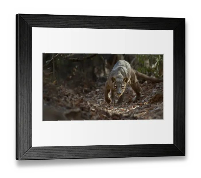 Framed Print : Adult male Fosa (Crytoprocta ferox) prowling on deciduous forest floor. Kirindy Forest Framed Print : Adult male Fosa (Crytoprocta ferox) prowling on deciduous forest floor. Kirindy Forest