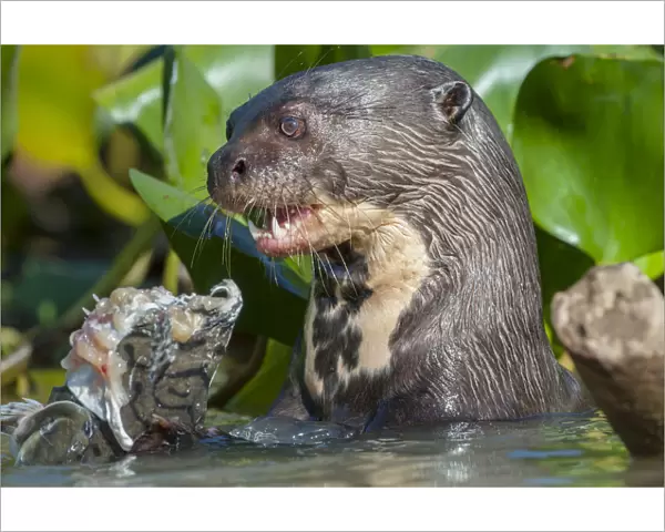 Giant River Otter (Pteronura brasiliensis) feeding on Striped Catfish or Cachara