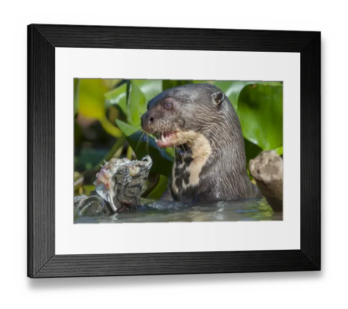 Framed Print : Giant River Otter (Pteronura brasiliensis) feeding on Striped Catfish or Cachara Framed Print : Giant River Otter (Pteronura brasiliensis) feeding on Striped Catfish or Cachara