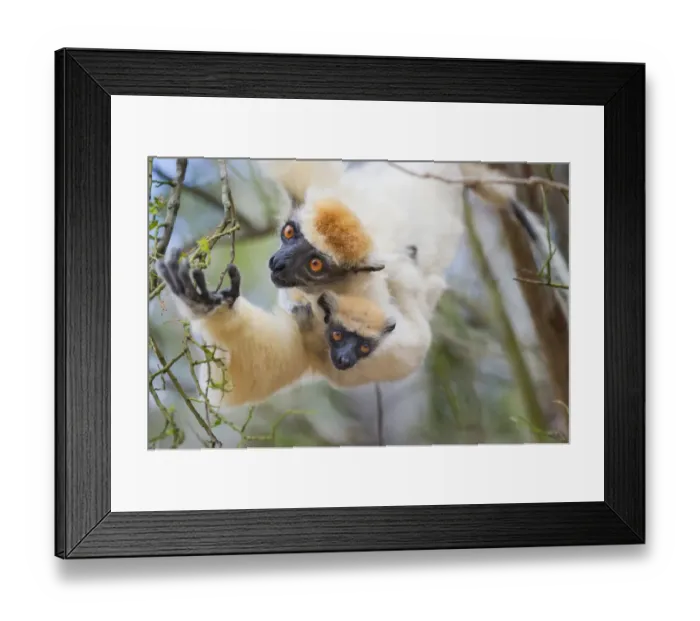 Framed Print : Female Golden-crowned Sifaka (Propithecus tattersalli) carrying 2-month infant Framed Print : Female Golden-crowned Sifaka (Propithecus tattersalli) carrying 2-month infant