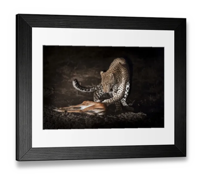 Framed Print : Young male Leopard (Panthera pardus) playing with kill after successfully hunting Framed Print : Young male Leopard (Panthera pardus) playing with kill after successfully hunting