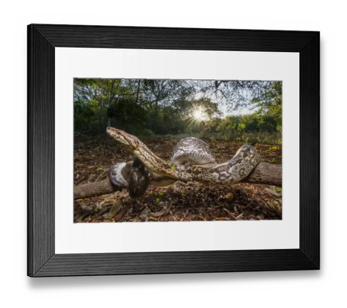 Framed Print : Dumerils Boa (Acrantophis dumerili) basking in late afternoon sunshine on forest floor Framed Print : Dumerils Boa (Acrantophis dumerili) basking in late afternoon sunshine on forest floor