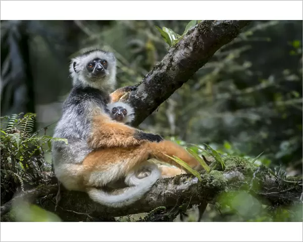 Female Diademed Sifaka (Propithecus diadema) with 2-month infant in the forest canopy