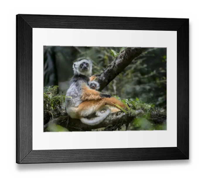 Framed Print : Female Diademed Sifaka (Propithecus diadema) with 2-month infant in the forest canopy Framed Print : Female Diademed Sifaka (Propithecus diadema) with 2-month infant in the forest canopy