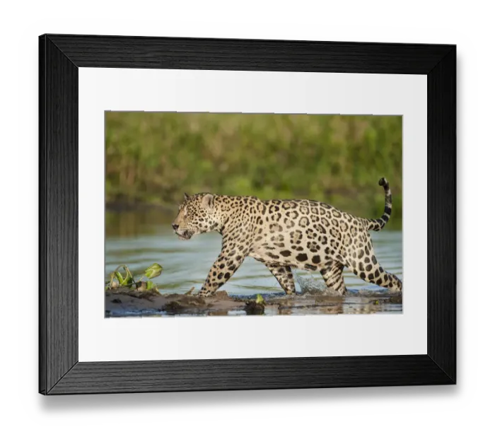 Framed Print : RF- Wild male Jaguar (Panthera onca palustris) running through shallows of backwater Framed Print : RF- Wild male Jaguar (Panthera onca palustris) running through shallows of backwater