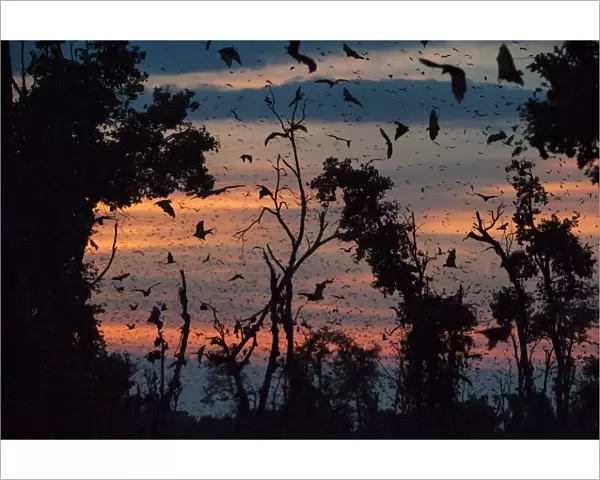 Straw-coloured fruit bats (Eidolon helvum) returning to daytime roost at dawn. Kasanka