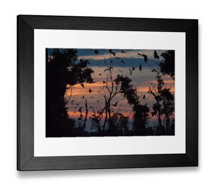 Framed Print : Straw-coloured fruit bats (Eidolon helvum) returning to daytime roost at dawn. Kasanka Framed Print : Straw-coloured fruit bats (Eidolon helvum) returning to daytime roost at dawn. Kasanka