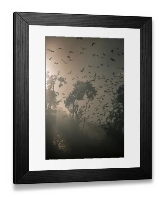 Framed Print : Straw-coloured fruit bats (Eidolon helvum) returning to daytime roost at sunrise Framed Print : Straw-coloured fruit bats (Eidolon helvum) returning to daytime roost at sunrise