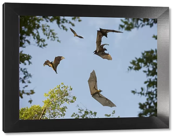 Straw-coloured fruit bats (Eidolon helvum) in flight at daytime roost in Mushitu